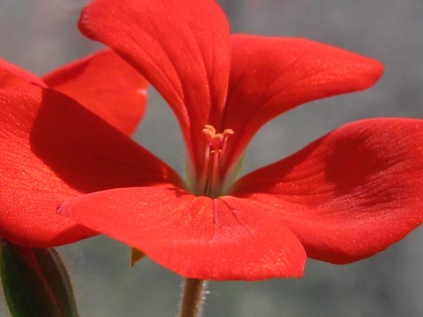 Гришанков (alegri) Алексей Geranium