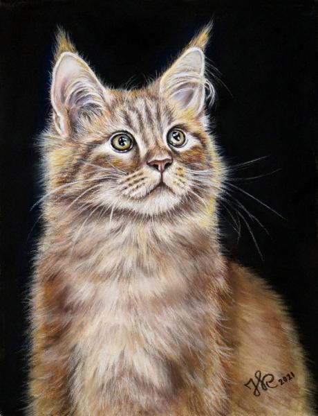 Климкина Наталья Котенок Мейн кун